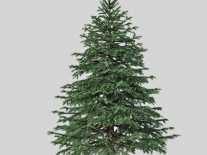spruce 3D Model