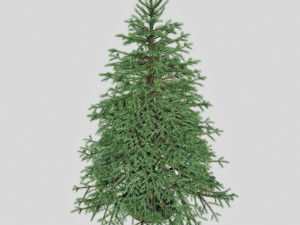spruce Model 3D