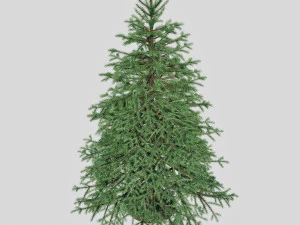 spruce 3D Model