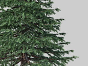 spruce Model 3D