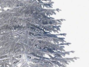 spruce 3D Model