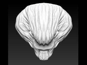 lion head 3D Model