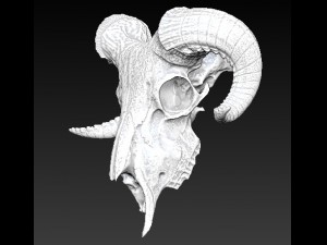 ram skull 3D Model