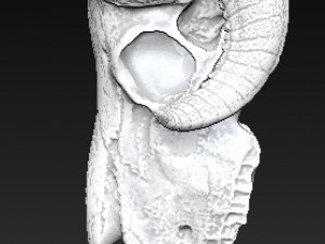 ram skull Modèle 3D