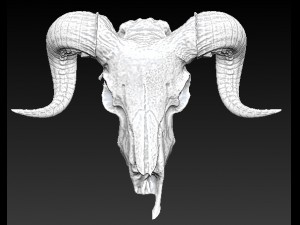 ram skull Modèle 3D