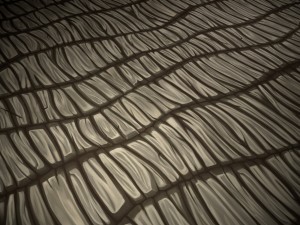 wood vol9 - hand painted texture pack CG Текстури