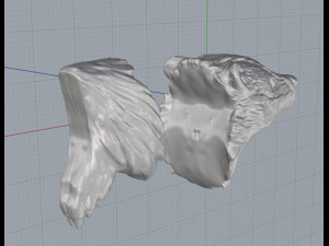 badger Model 3D