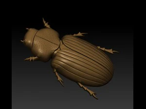 beatle 3D Model