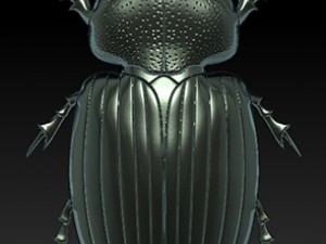 beatle 3D 模型