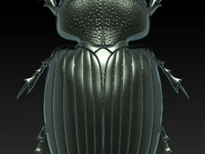 beatle 3D Model