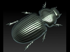 beatle Modèle 3D