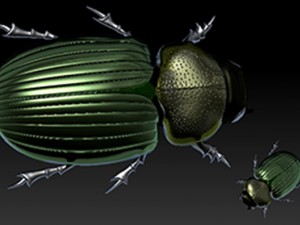 beatle 3D 模型