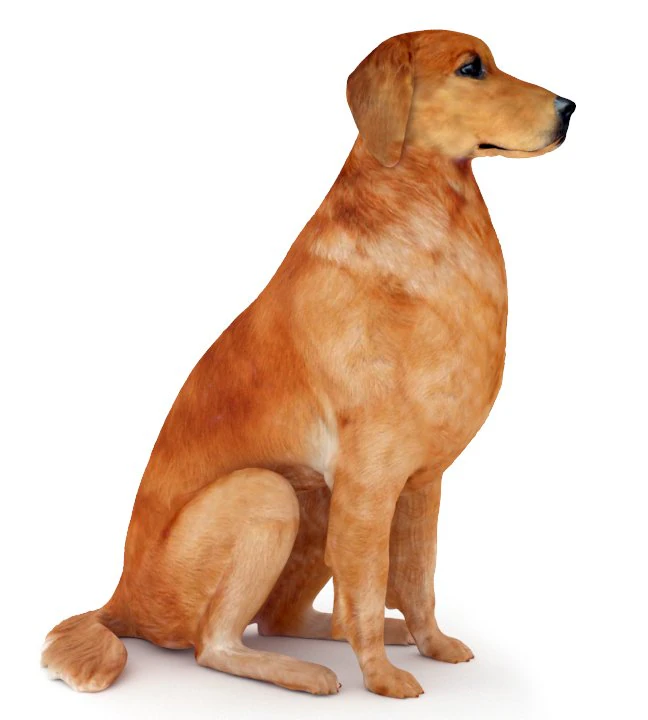 dog 3D Print Model .c4d .max .obj .3ds .fbx .stl .blend 