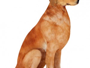 dog 3D Print Model