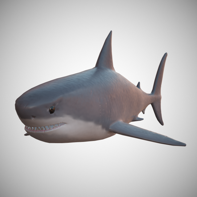 great white shark 3D 모델 .c4d .max .obj .3ds .fbx .stl .blend 