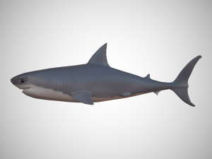 great white shark 3D 모델