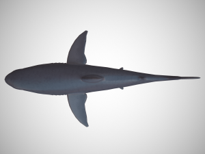 great white shark 3D 모델