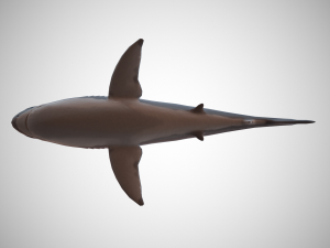 great white shark 3D 모델