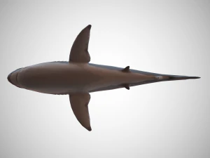 great white shark 3D Model