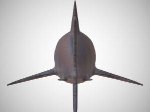 great white shark 3D 모델