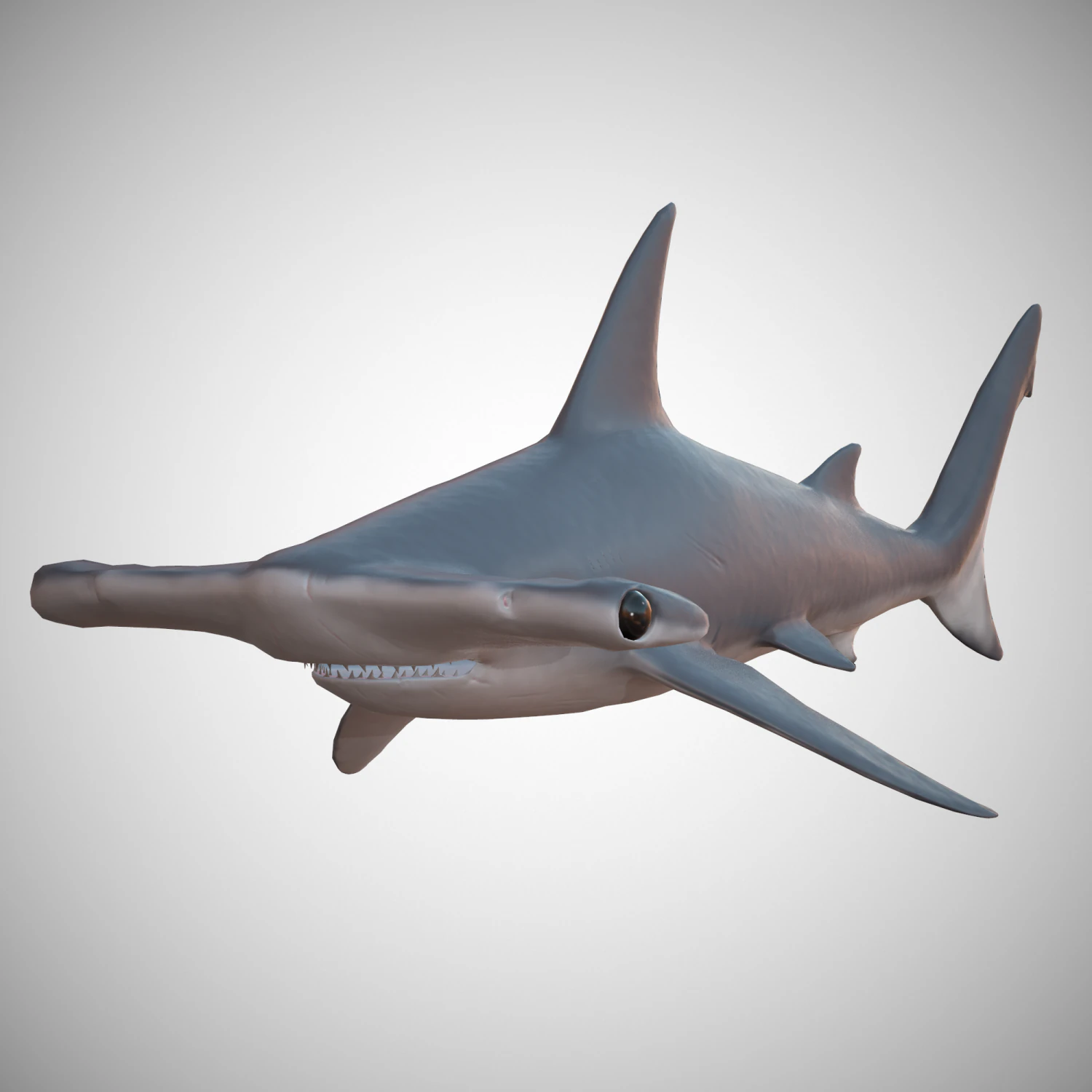 hammerhead shark 3D Model .c4d .max .obj .3ds .fbx .stl .blend 