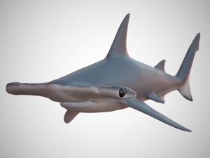 hammerhead shark 3D Model