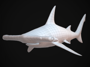 hammerhead shark Modèle 3D