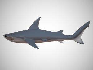 hammerhead shark Modèle 3D