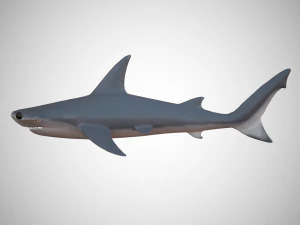 hammerhead shark 3D Model