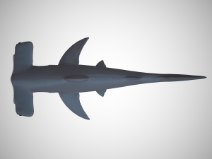 hammerhead shark Modèle 3D