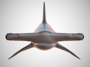 hammerhead shark Modèle 3D