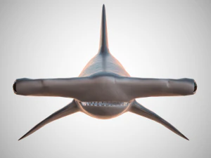 hammerhead shark 3D Model