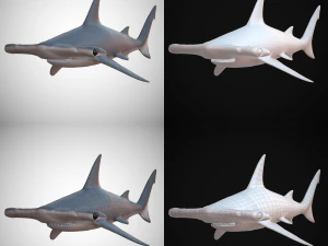 hammerhead shark 3D Model