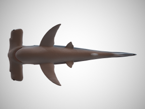 hammerhead shark Modèle 3D