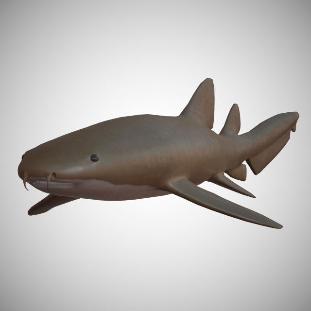 nurse shark 3D 模型 .c4d .max .obj .3ds .fbx .stl .blend 
