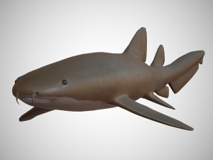 nurse shark 3D-Modell