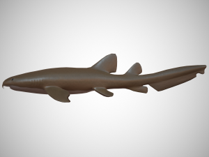 nurse shark 3D 模型