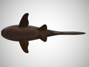 nurse shark 3D 模型