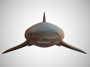 nurse shark 3D 模型