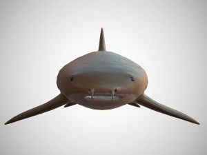 nurse shark 3D Model