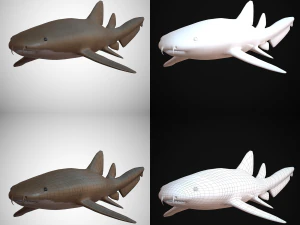 nurse shark 3D Model