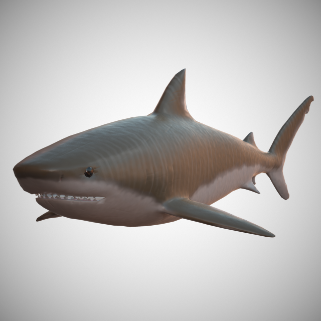 tiger shark Modello 3D .c4d .max .obj .3ds .fbx .stl .blend 
