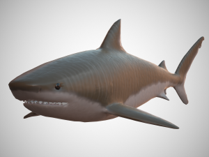 tiger shark 3D Model
