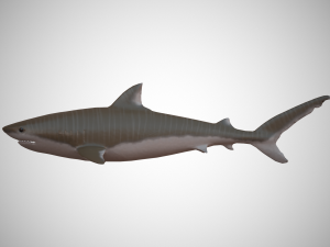 tiger shark Modello 3D
