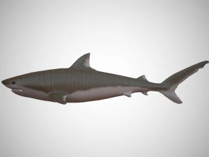 tiger shark 3D Model