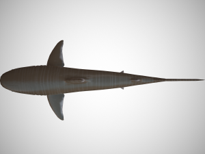 tiger shark Modello 3D
