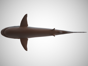 tiger shark Modello 3D