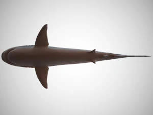 tiger shark 3D Model