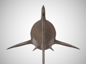tiger shark Modello 3D