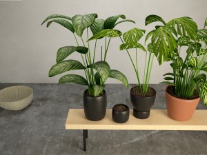 the plants 3D 모델